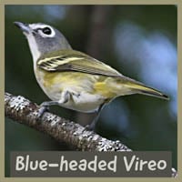 Blue-headed Vireo